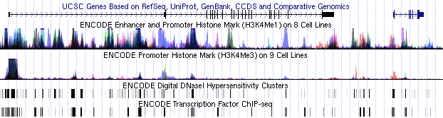 ENCODE Regulatory track screenshot